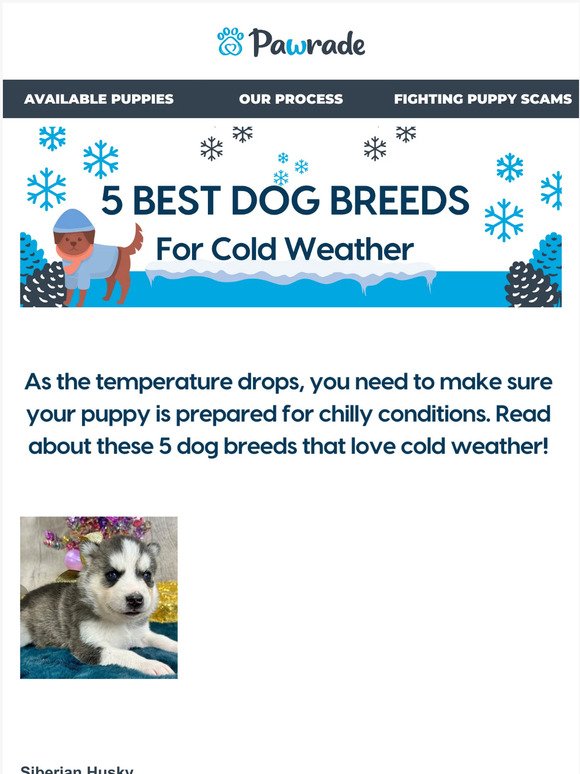 5 Best Dog Breeds That Love Cold Weather 🐶❄️🥶