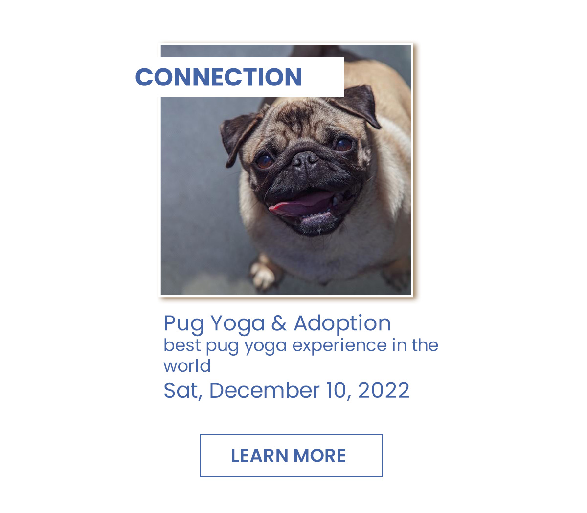Pug Yoga & Adoption Event
