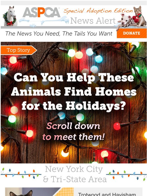 [Holiday Edition] Adoptable Animals in Your Area!