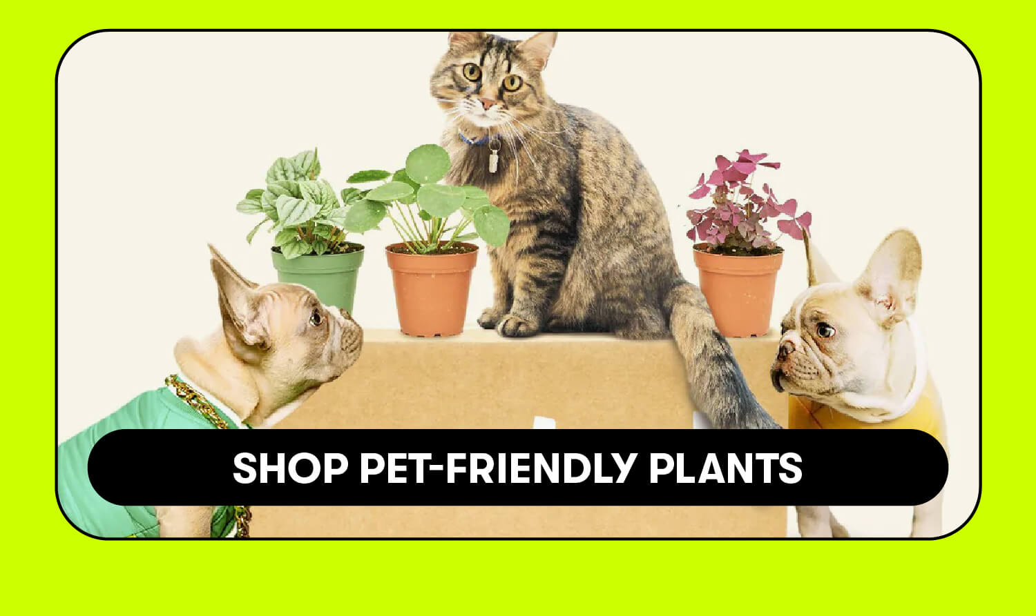 Shop pet-friendly plants