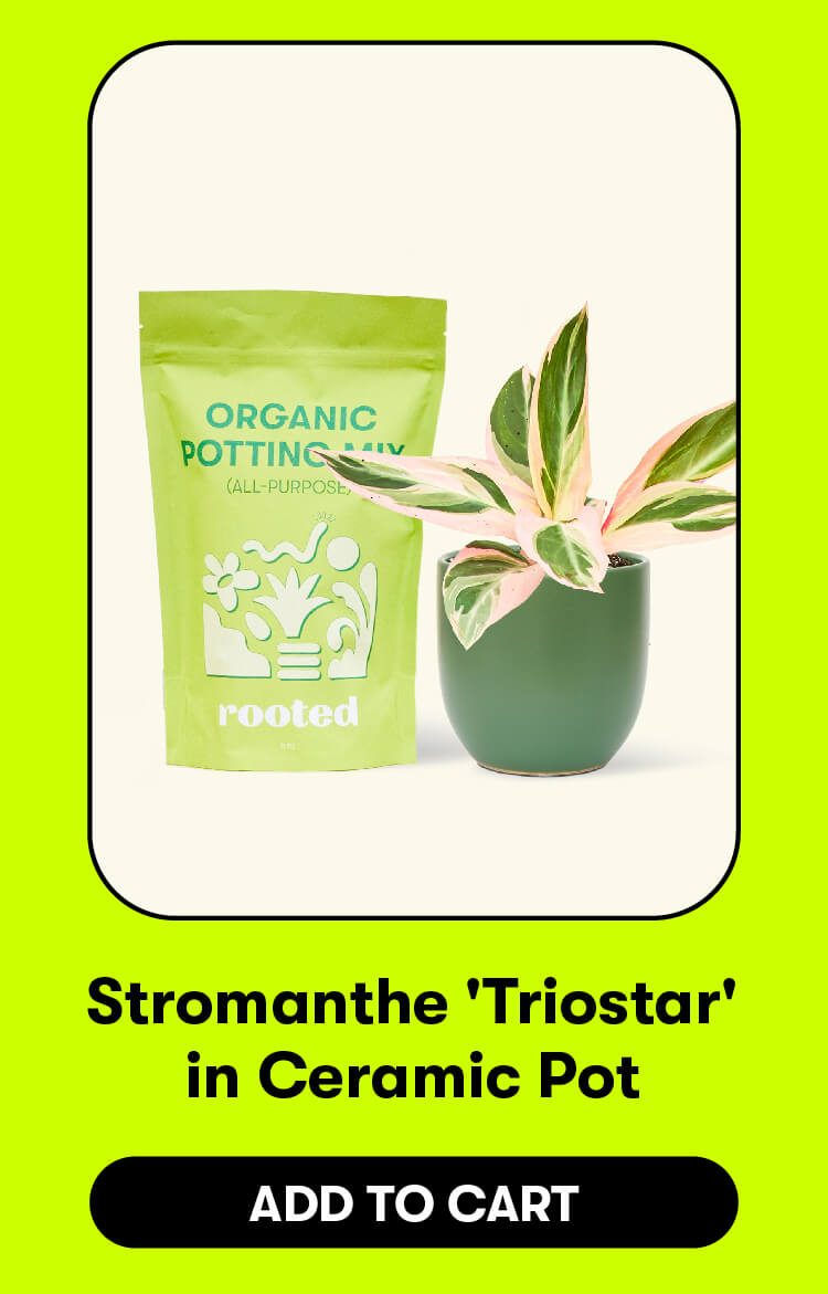 Stromanthe 'Triostar' in Ceramic Pot. Add to cart.