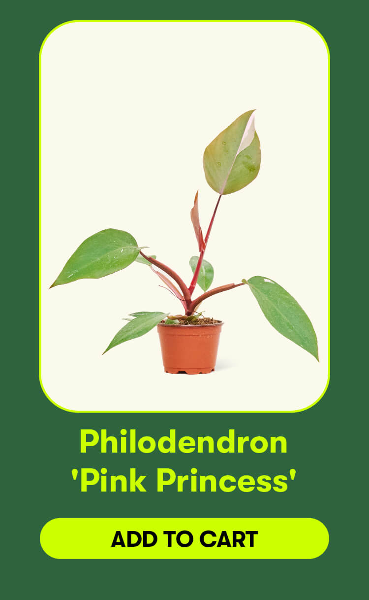 Philodendron 'Pink Princess. Add to cart.