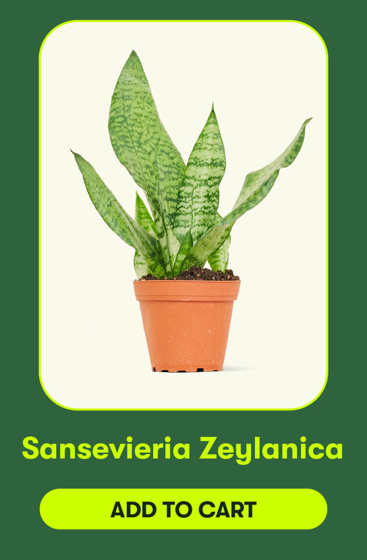 Sansevieria 'Zeylanica'. Add to cart.