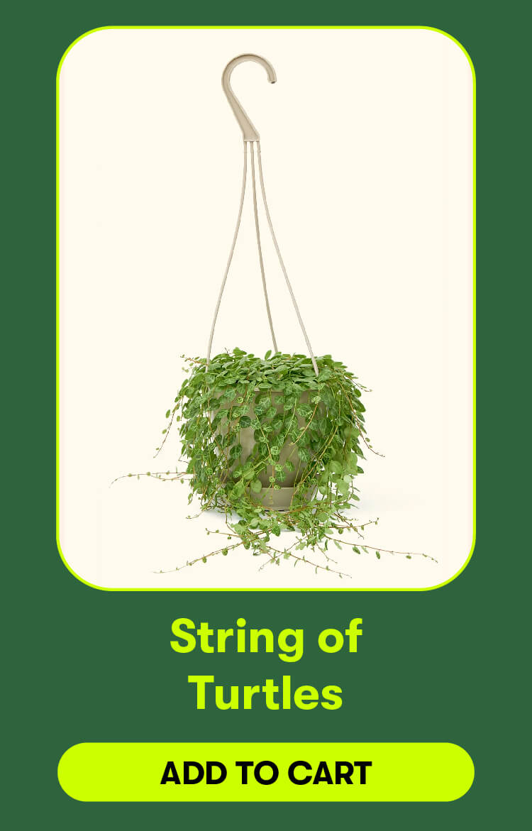 String of turtles. Add to cart