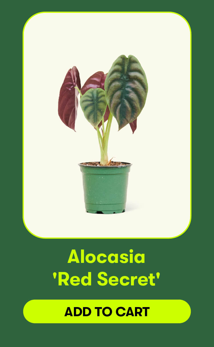 Alocasia 'Red Secret'. Add to cart.