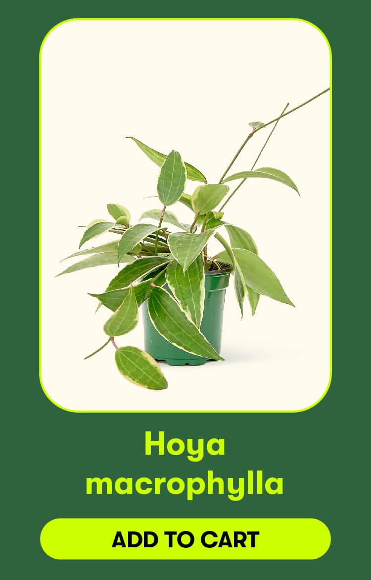 Hoya macrophylla. Add to cart.