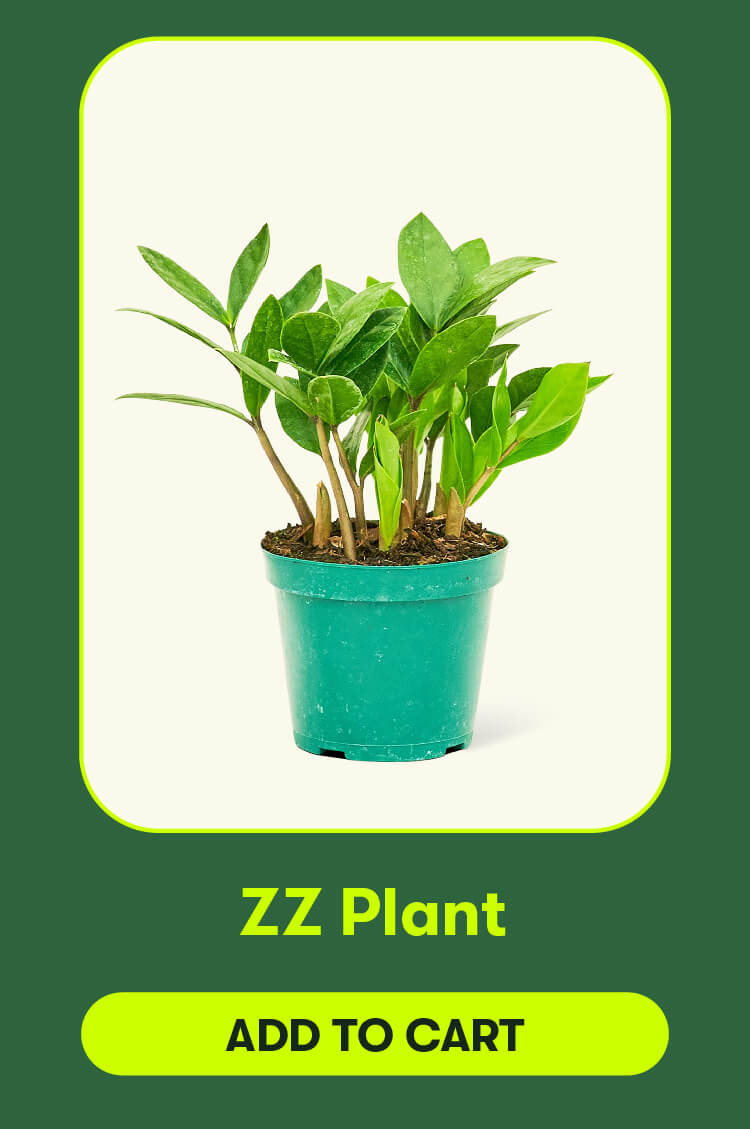 ZZ Plant. Add to cart.