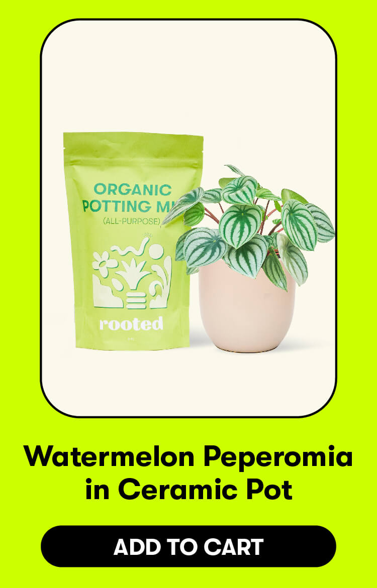 Watermelon Peperomia in Ceramic Pot. Add to cart.