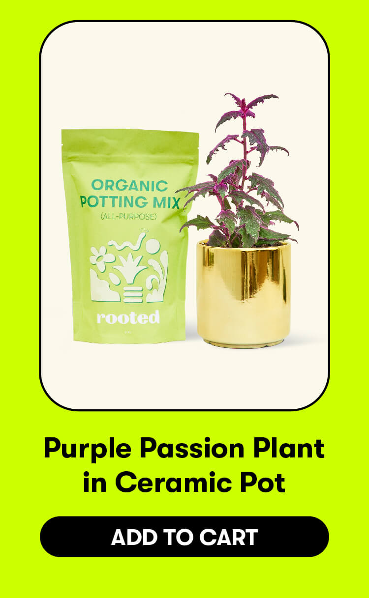 Purple Passion Plant in Ceramic Pot. Add to cart.