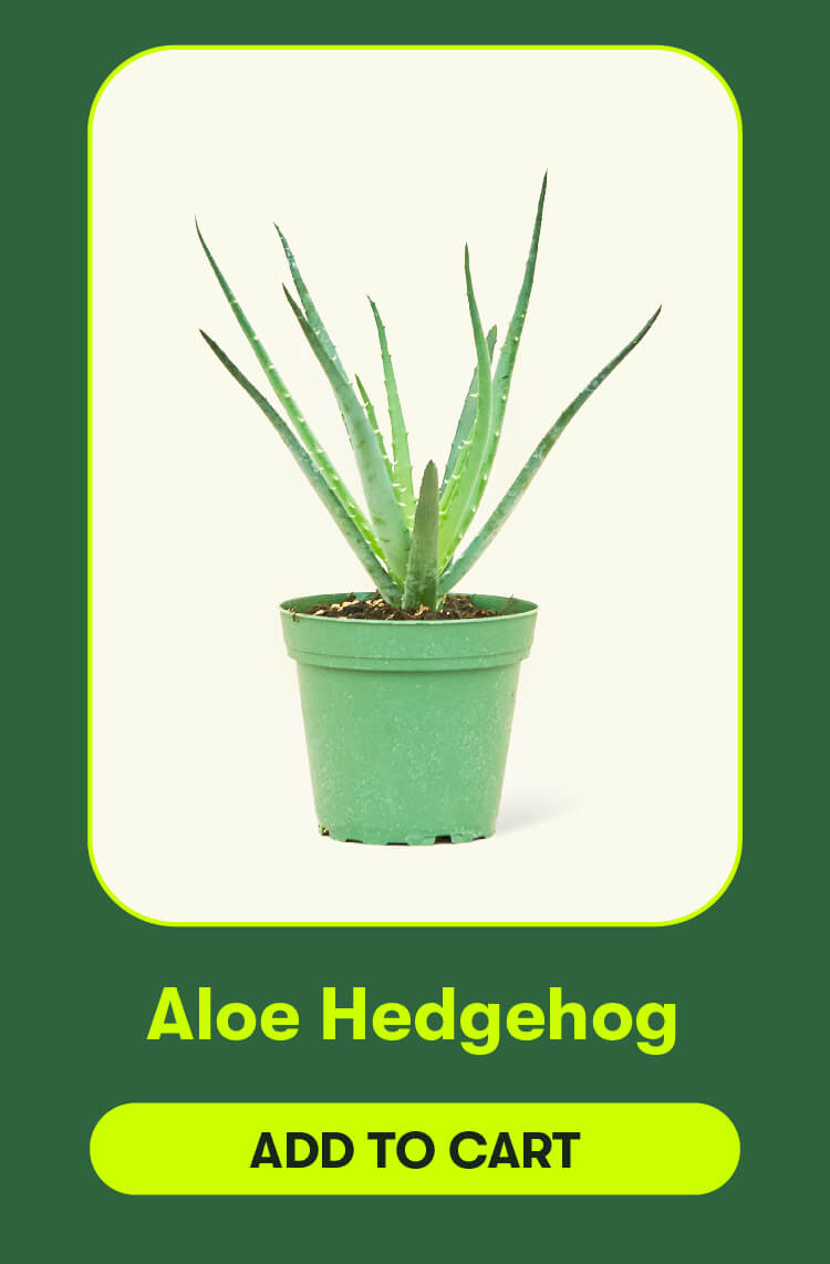 Aloe hedgehog. Add to cart.