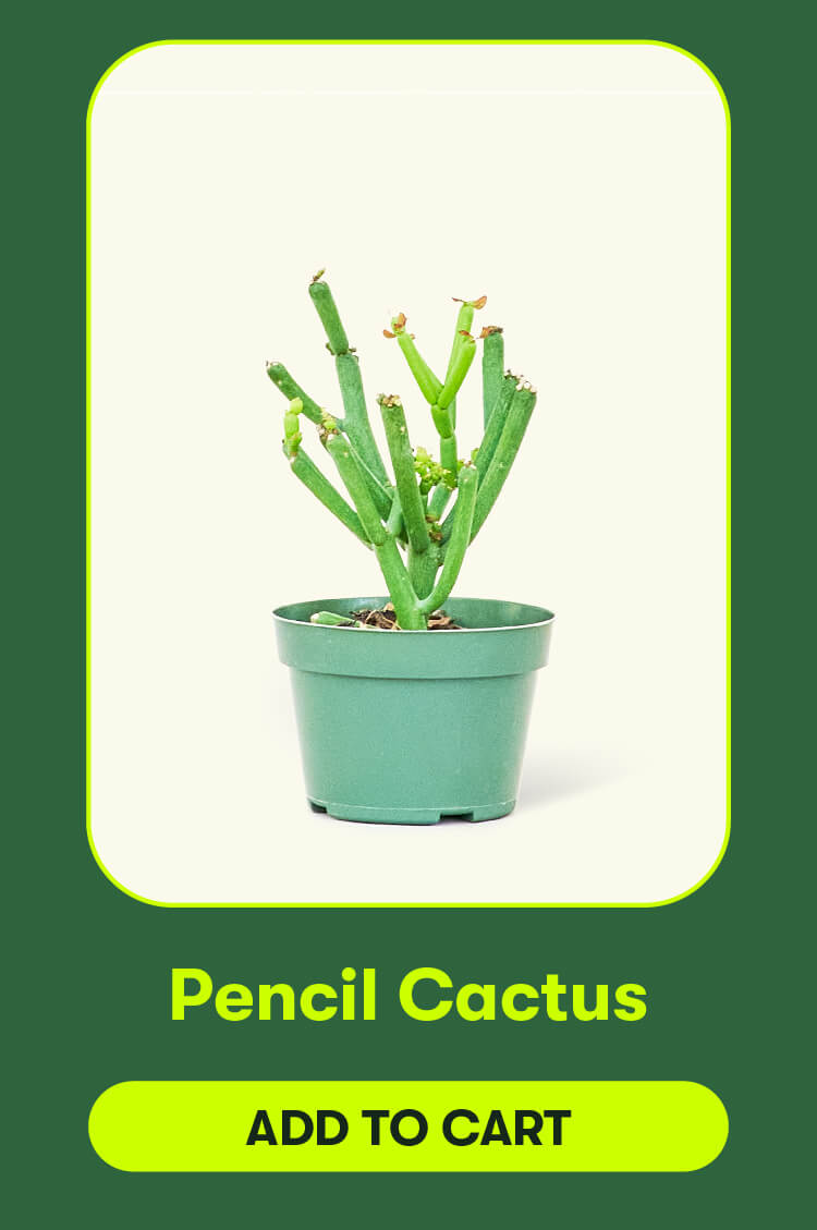 Pencil cactus.  Add to cart.