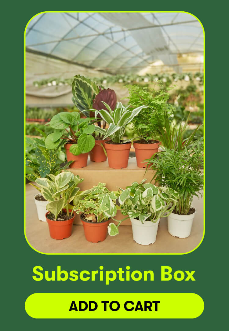 Subscription Box. Add to cart.