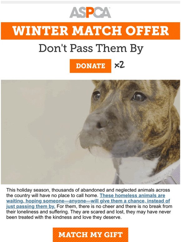 Homeless Animals in Need this Winter (2x Match Offer)