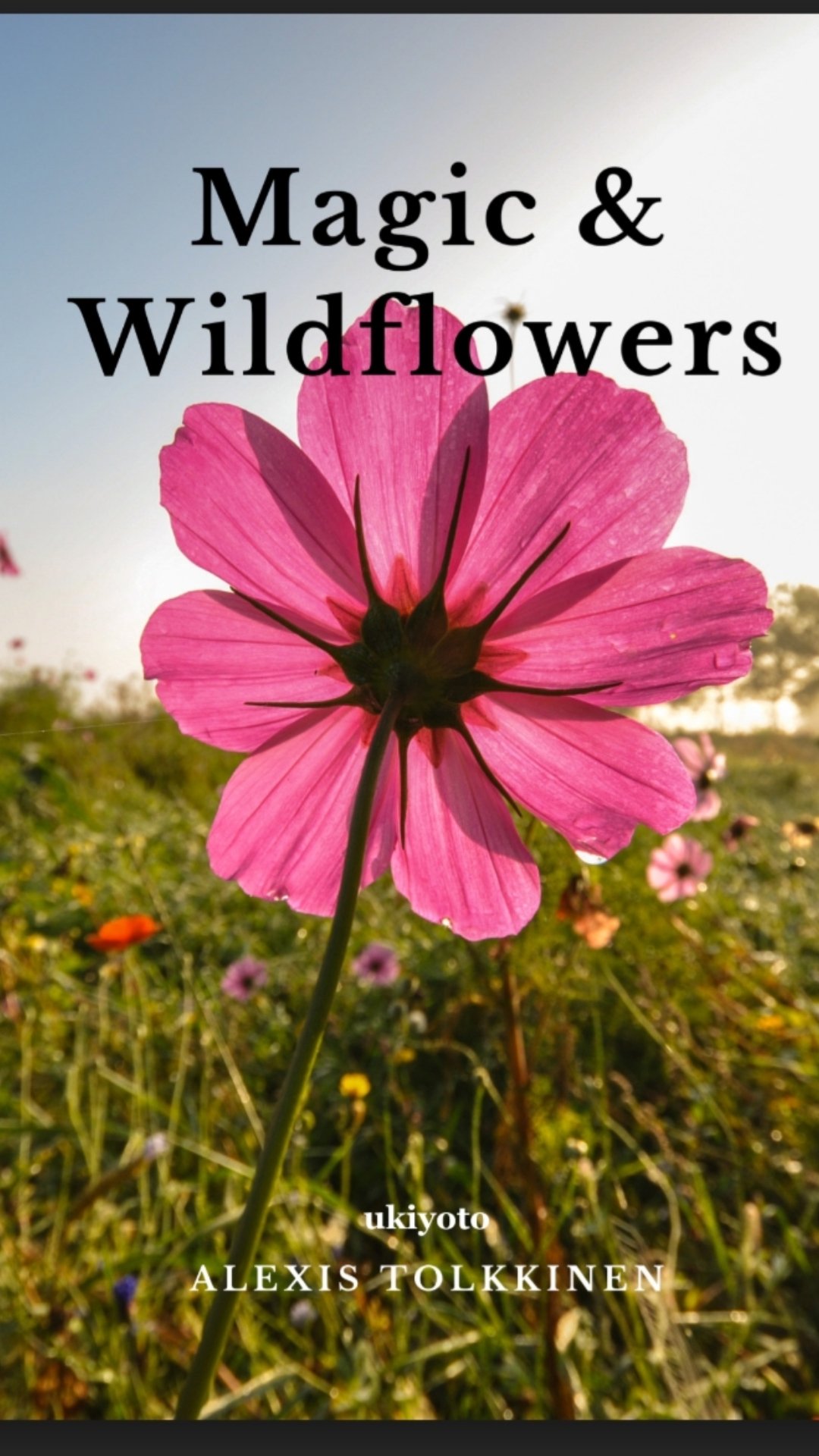 Magic & Wildflowers 