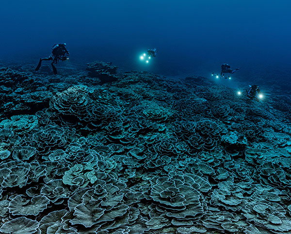 Sprawling Coral Reef Resembling Roses Discovered Off Tahiti, French Polynesia.