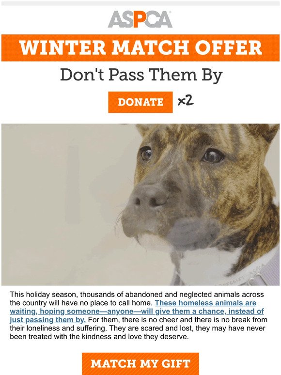 Act Now: Double Your Gift to Help Homeless Animals