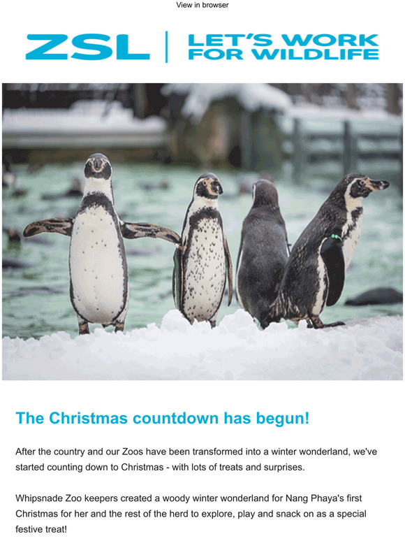 Our Zoos are getting festive  | Last chance for Christmas gifts 🎁