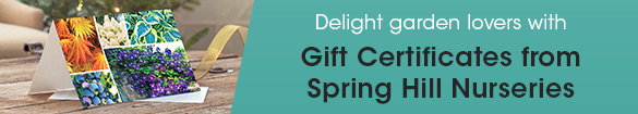 Gift Certificate Banner