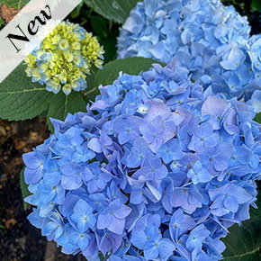 Ibloom Azure Skies Hydrangea