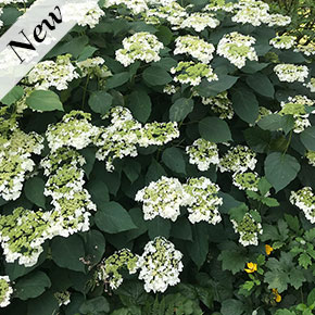 Haas Halo Hydrangea