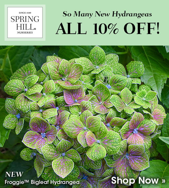 Today Only: 10% Off Hydrangeas