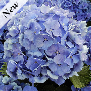 Magical Bluebells Hydrangea