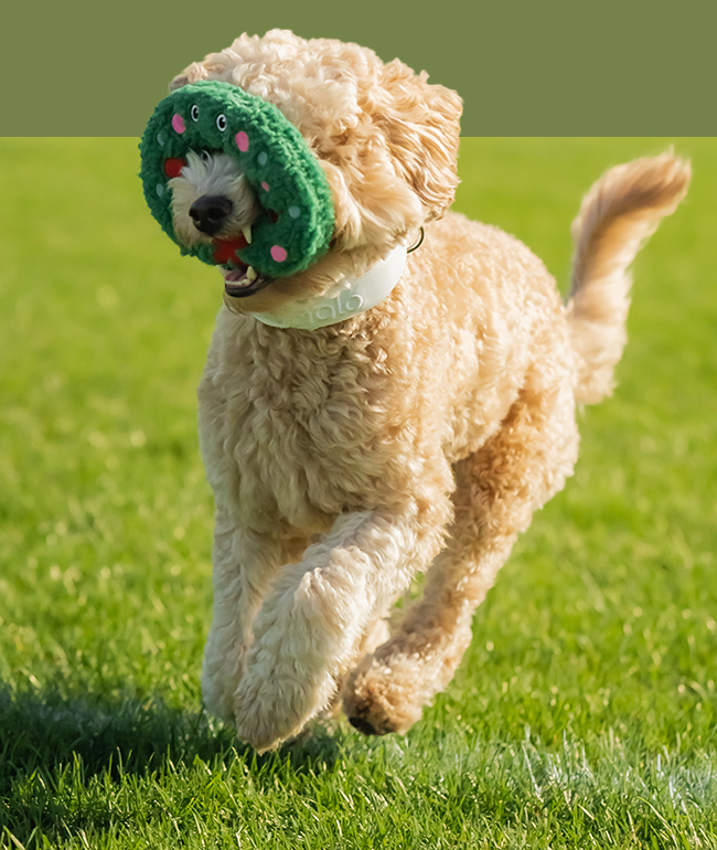 Halo Collar Make 2023 Your Dog’s Best Year Yet Milled