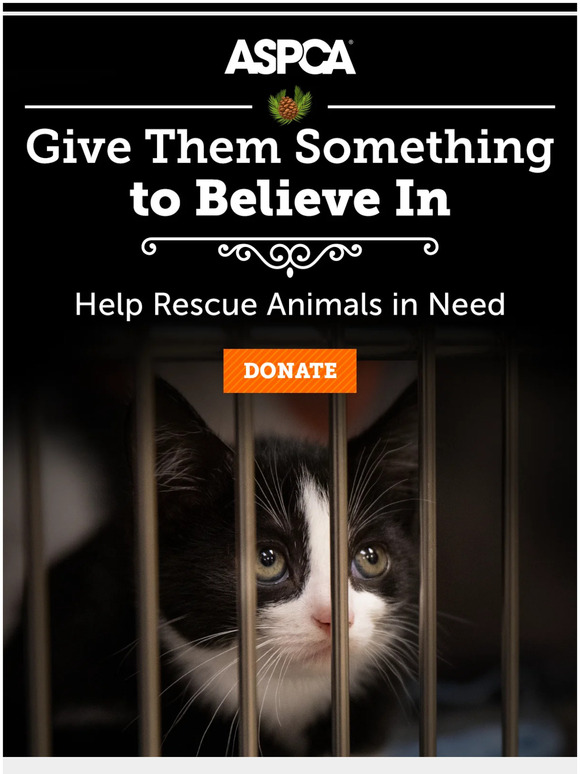 Help Now: Give Animals Something to Believe In