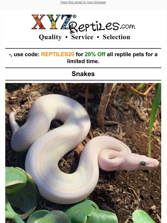 🐍20% Off All Reptiles for a Limited Time