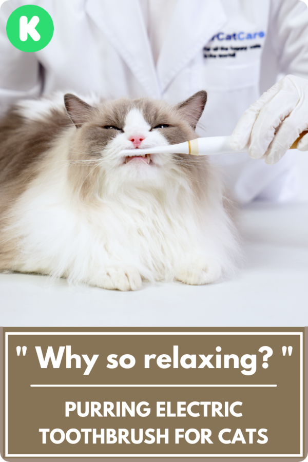 Gadget Flow Meet the toothbrush that kitties will love! Milled