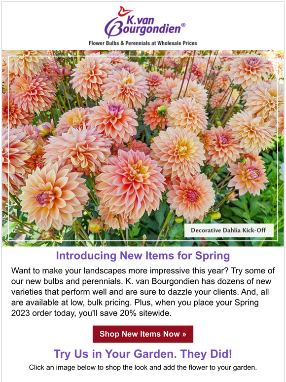 K. Van Bourgondien & Sons Have you seen our new bulbs and perennials