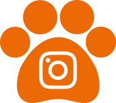 Animed Instagram