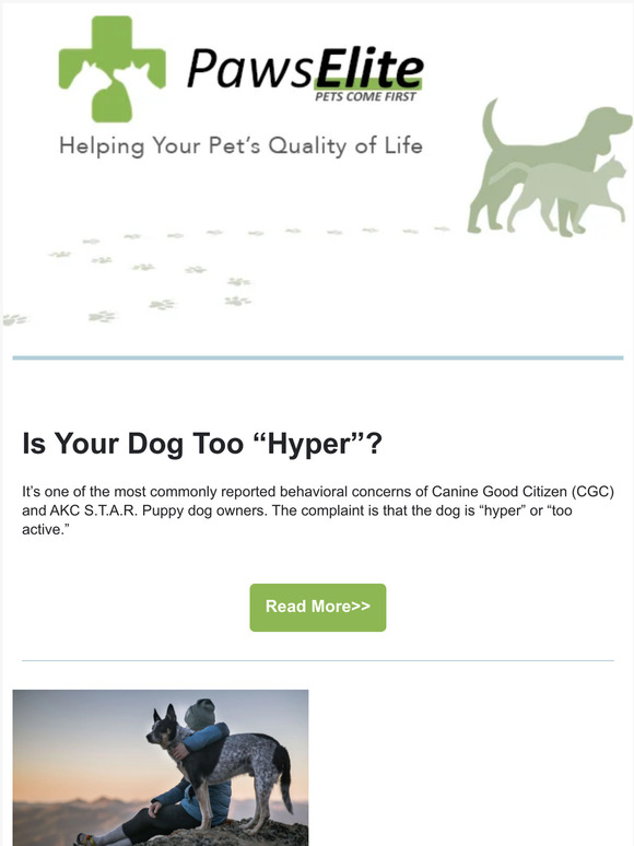 Is Your Dog Too “Hyper”?