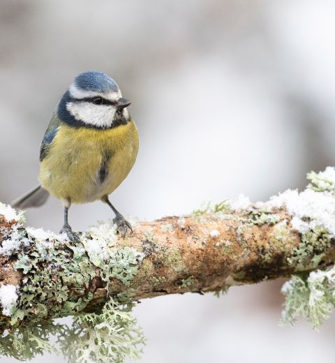 A blue tit on a frosty branch
