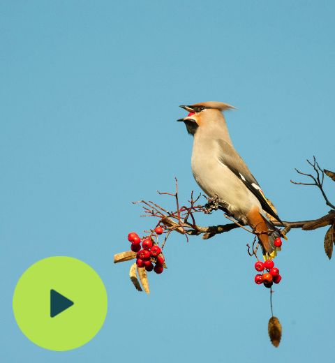 A waxwing perched on a branch against a clera blue sky, it has a freshly plucked berry in its beak