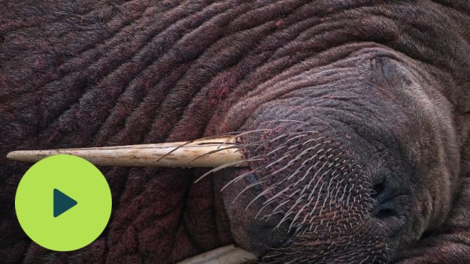 A close up of Thor the 'wandering' walrus as he sleeps