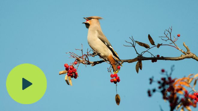 A waxwing perched on a branch against a clera blue sky, it has a freshly plucked berry in its beak