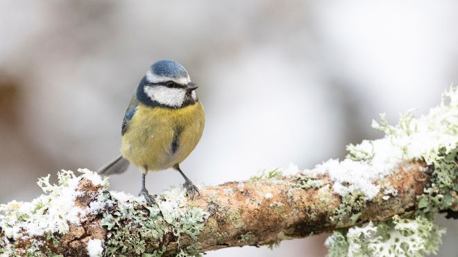 A blue tit on a frosty branch