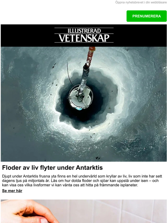 Floder av liv flyter under Antarktis