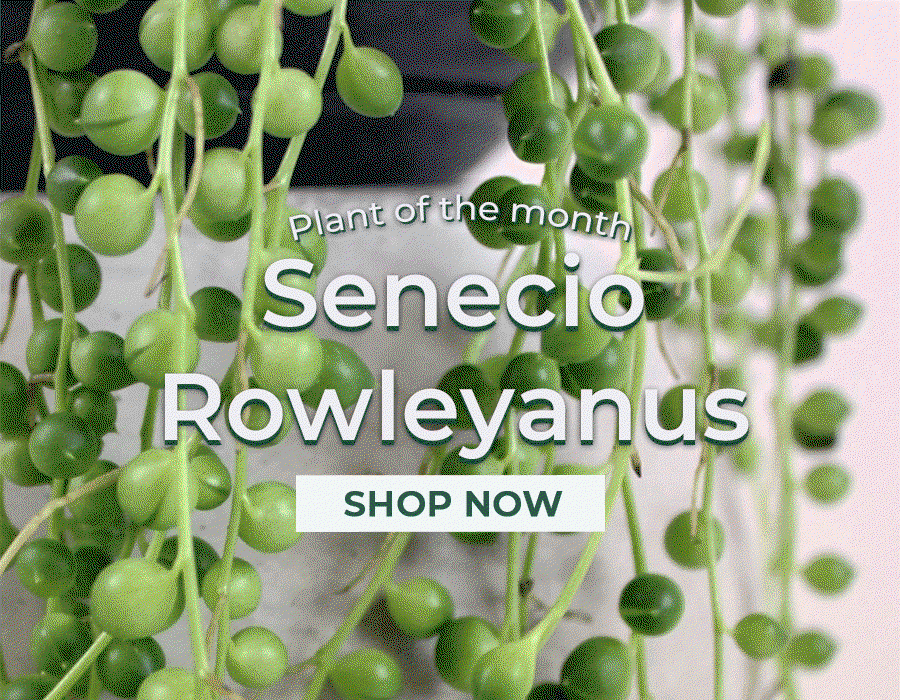 Gardeners Dream Plant of the month 😍 Milled