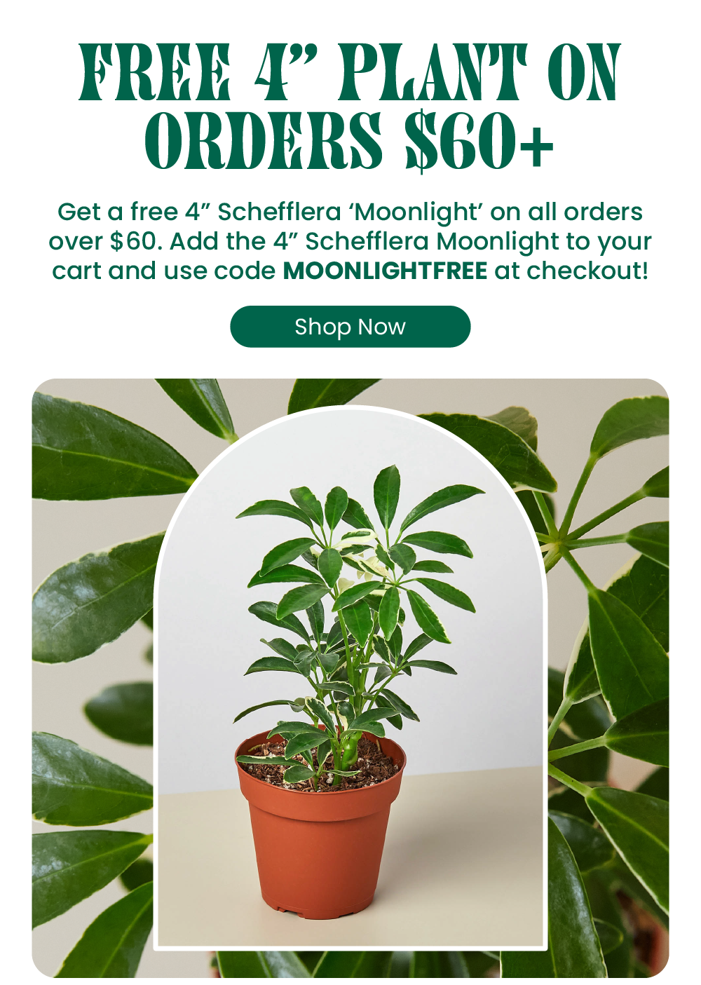 House Plant Shop FREE SCHEFFLERA PLANT 🌱 Milled