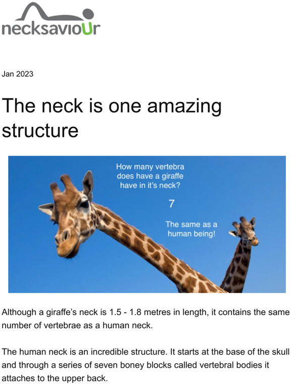 The neck is one amazing structure!