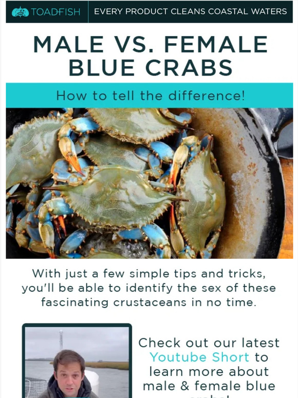 Toadfish Outfitters: Male vs. Female Blue Crabs 🦀 | Milled