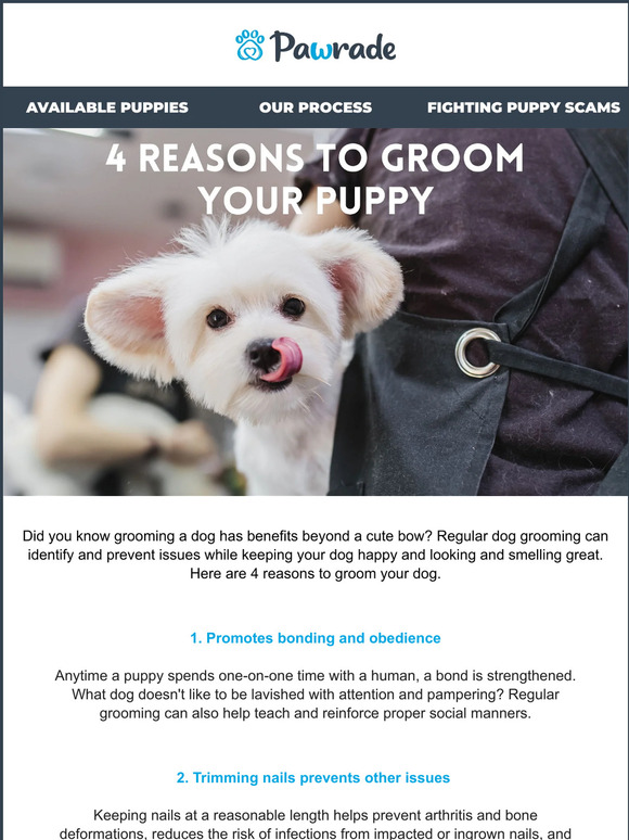 4 Reasons to Groom Your Puppy 🐶