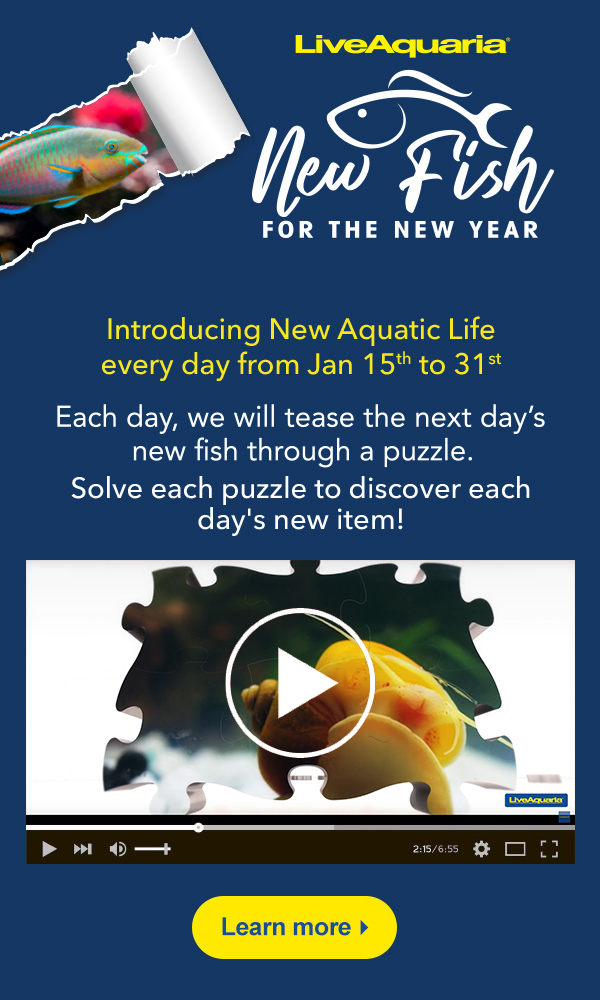 New Fish for the New Year Milled