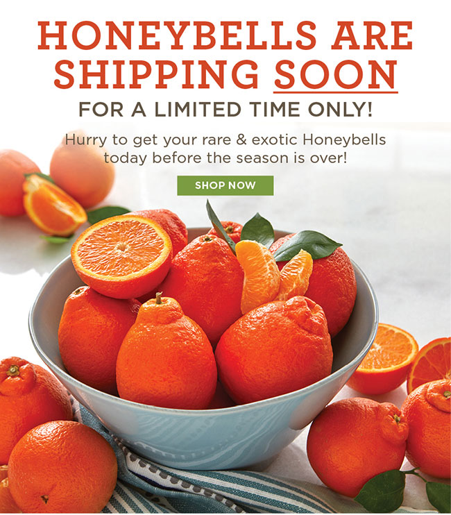 Hale Groves Honeybells Are Shipping SOON for a Limited Time Only
