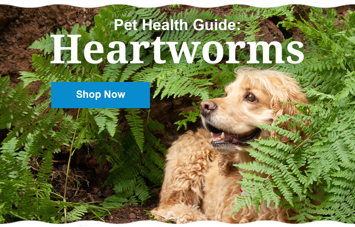 VetApprovedRx "What do I do if my pet has heartworms?" 🐶🐛 Milled