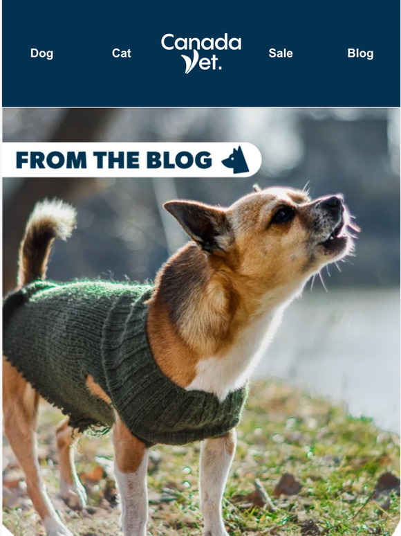 CanadaVet Stop Excessive Barking in Dogs 🎤🐕 Our Top Tips Milled