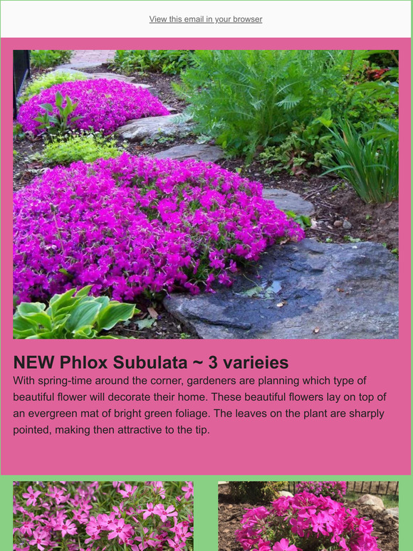 Native Wildflowers Nursery 🌸THEY'RE HERE Creeping Phlox Available🌸