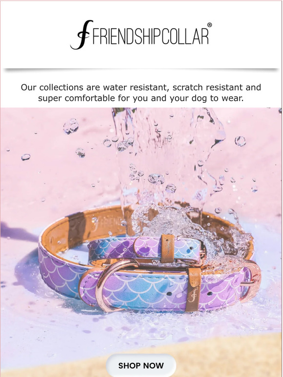The only collar your dog needs!🐕